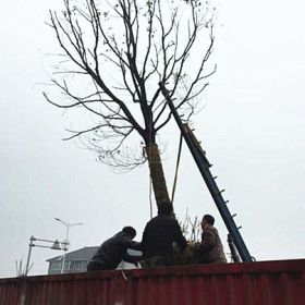 广东福建香樟供应