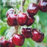 吉塞拉6號(hào)、12號(hào)櫻桃苗，櫻桃苗廠家