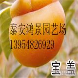 胎里紅柿子苗，柿子苗廠家，柿子苗圖片