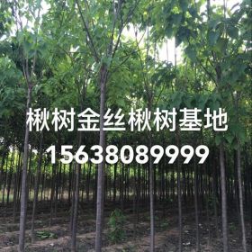 周口楸树金丝楸树楸树小苗重点基地