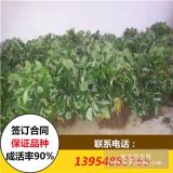 大将军草莓苗价格 红颜草莓苗 红颜草莓苗价格