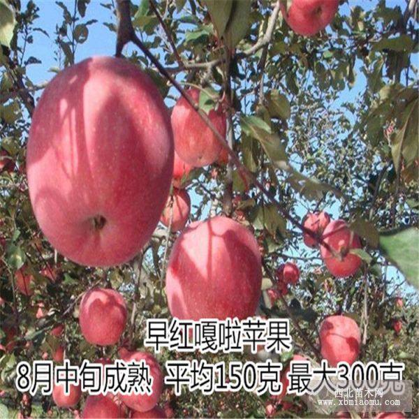 嘎啦苹果苗