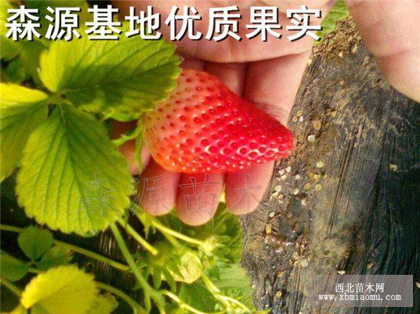 甜查理草莓苗