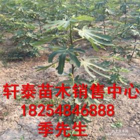 波姬红无花果树苗 优质苗木基地