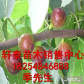 波姬红树苗 优质苗木 无花果树苗