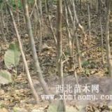 矮化苹果苗 珍珠苹果苗 富士苹果苗