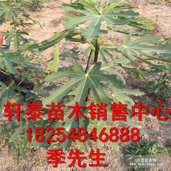 波姬红无花果苗