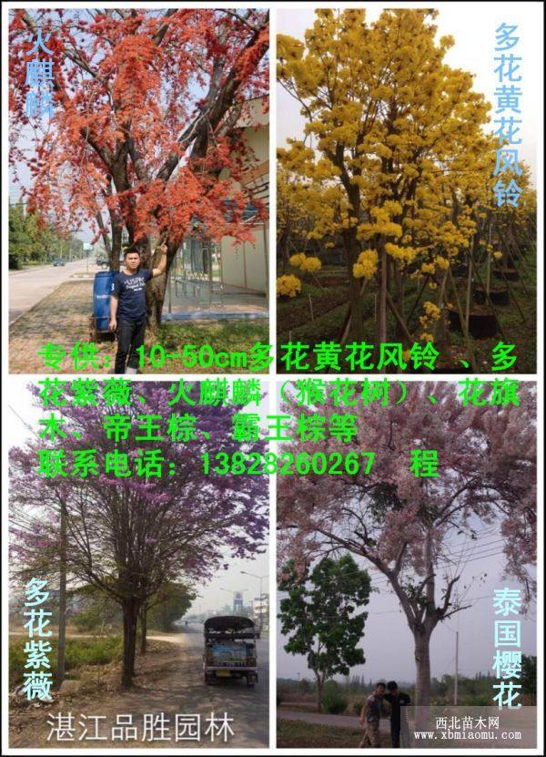 供应胸径20-40公分黄花风铃