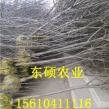 山东三公分苹果苗树苗，四公分苹果苗价格，红富士苹果苗