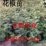 现货销售大红袍花椒苗，山东花椒苗种植基地，优质青皮花椒苗