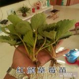 供应红颜草莓苗 脱毒组培草莓苗