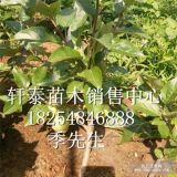 嘎啦草莓苗 蘋(píng)果苗基地