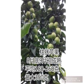 柱状苹果苗 新品种苹果苗