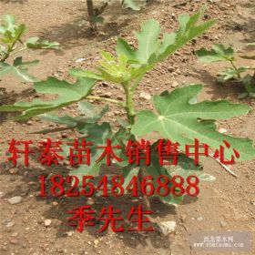 波姬红无花果苗 供应无花果苗