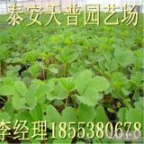 天香草莓苗價(jià)格