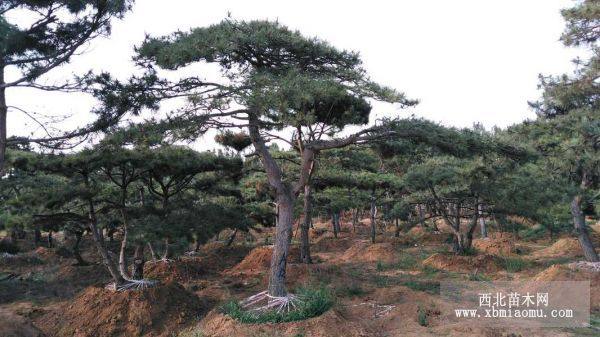 造型油松