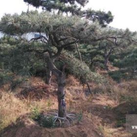 造型油松—河南绿化造型油松—山东造型油松树培育基地