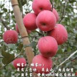 煙富0號蘋果苗