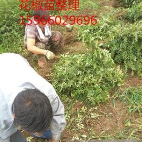 低价批发花椒苗 小大红袍花椒苗200万株