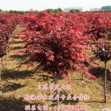 供應苗圃長年批發(fā)3-10公分優(yōu)質綠化苗木紅楓  美國紅楓