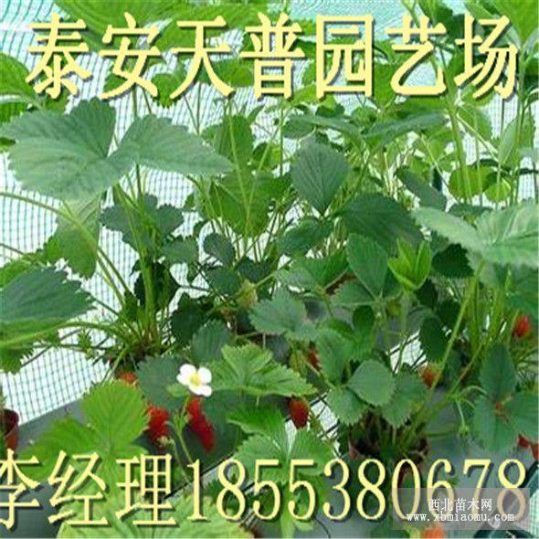 紅珍珠草莓苗價(jià)格