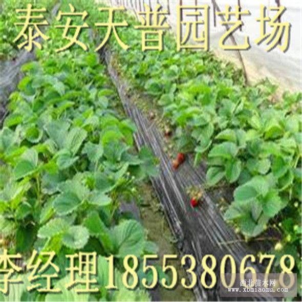 紅珍珠草莓苗價(jià)格