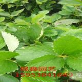 草莓栽子出售價(jià)格 草莓苗多少錢(qián)一棵