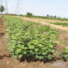 大量供應(yīng)紅富士蘋果苗 紅富士蘋果苗的價(jià)格 紅富士蘋果苗