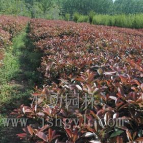 红叶石楠基地大量供应，价格，样图展示