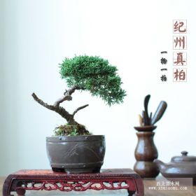 精品松柏盆景濟(jì)州日本紀(jì)州真柏盆景小品送禮藝術(shù)盆栽 一物一拍