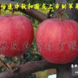 中秋王蘋果苗基地  中秋王蘋果苗價(jià)格