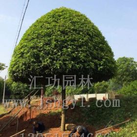 桂花价格，基地大量供应，价格，样图展示