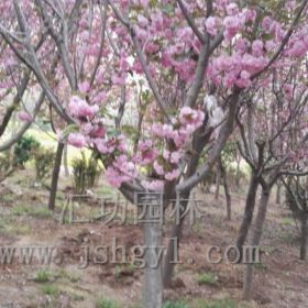 樱花基地大量供应，价格，样图展示