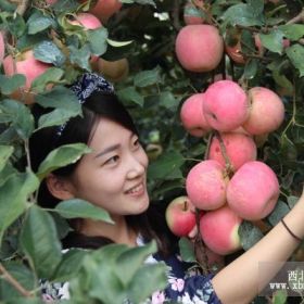 优质蛇果苹果苗 蛇果种苗 嫁接苗 挂果多