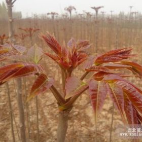 基地批发红香椿苗 红香椿苗价格