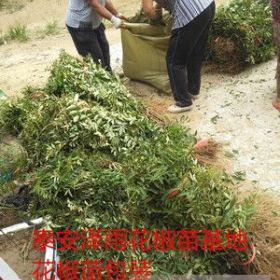 优质桃苗基地，梨树苗，花椒苗，侧柏，香椿苗