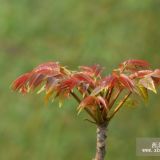 基地出售大棚香椿苗 大棚香椿苗種植管理