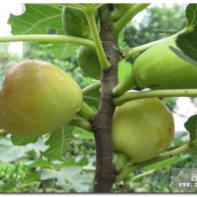 青皮无花果苗价格 繁育基地