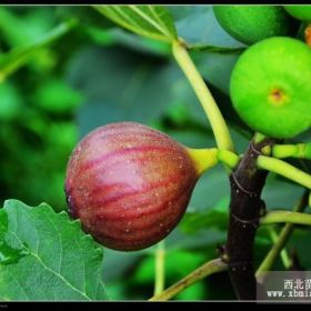 金傲芬无花果苗价格 繁育基地