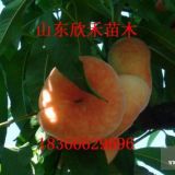 中油4號(hào)桃樹苗 中油4號(hào)桃樹苗價(jià)格 中油4號(hào)桃樹苗繁育基地