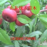 寒露蜜桃樹(shù)苗 寒露蜜桃樹(shù)苗價(jià)格 寒露蜜桃樹(shù)苗繁育基地