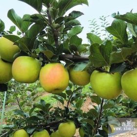 丽红苹果苗 丽红苹果苗价格 丽红苹果苗繁育基地