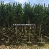 批發(fā)小葉紫薇袋苗熟貨 地徑4－10公分