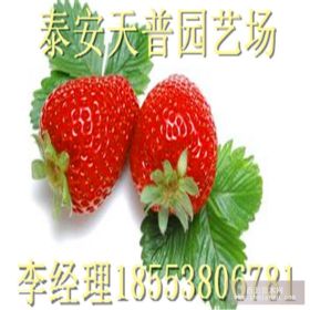 阿尔7号草莓苗价格