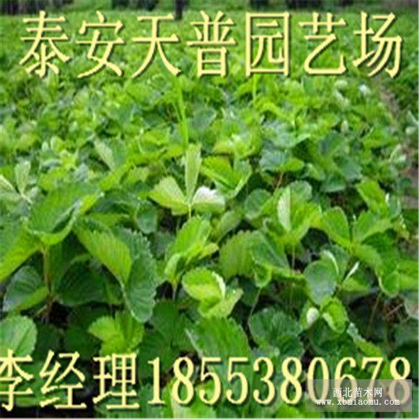 阿爾7號(hào)草莓苗價(jià)格