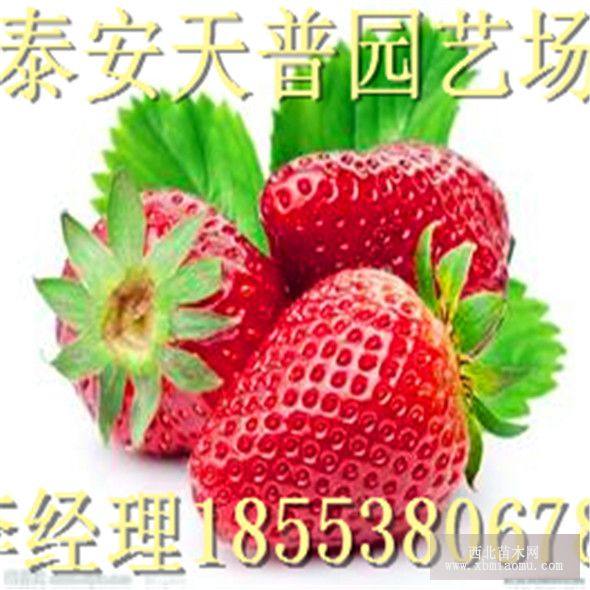 石梅1号草莓苗小苗