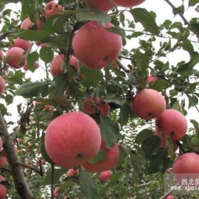 哈蒂苹果苗 哈蒂苹果苗价格 哈蒂苹果苗繁育基地