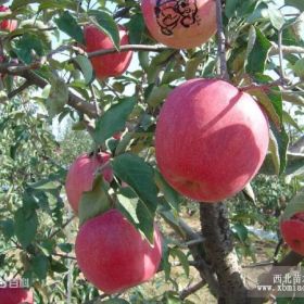 香红苹果苗 香红苹果苗价格 香红苹果苗繁育基地