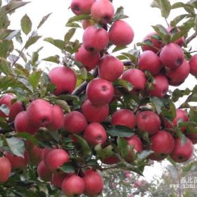 银江苹果苗 银江苹果苗价格 银江苹果苗繁育基地