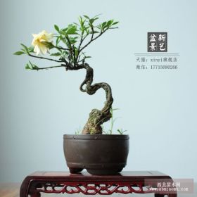 精品提根栀子花盆景树桩造型艺术观花观茎盆栽 一物一拍